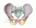 Pelvic girdle (simple)