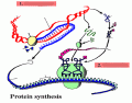 Micro 2.1: Protein Synthesis