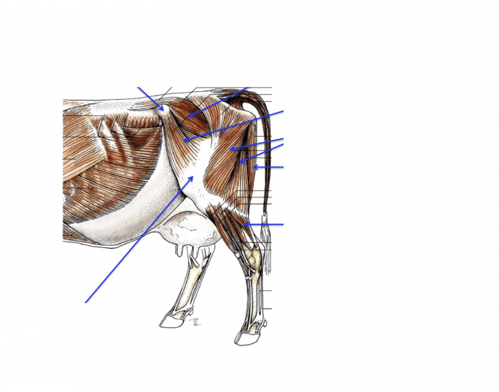 Muscles of the Pelvic Limb in a Cow — Printable Worksheet