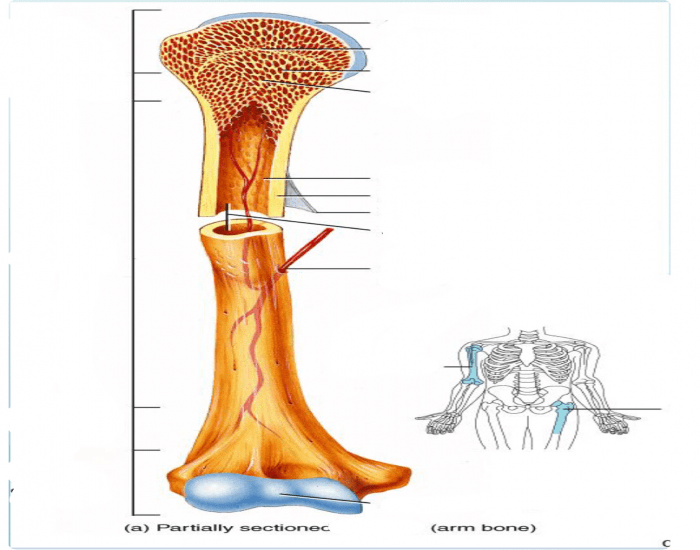 Tissue Long A&P 1: Skeletal Tissue: Long Bone — Printable Worksheet