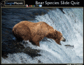 Bear Species Slide Quiz