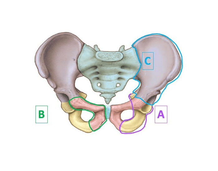 Anatomy: Pelvic Girdle Quiz