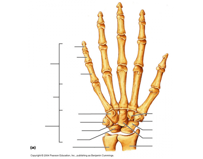 Hand Area Names Basic Hand Anatomy — Printable Worksheet