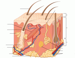 Integumentary System, skin structure