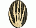 Name that bone: Hand