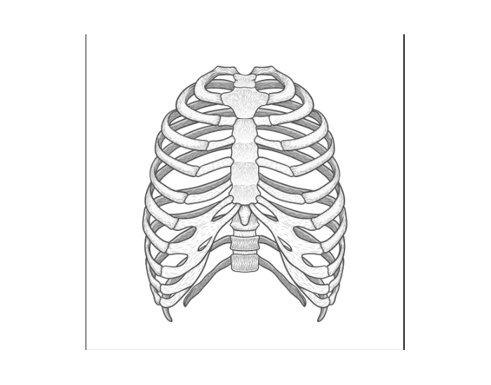 Sternum bone Quiz Sternum bone Quiz