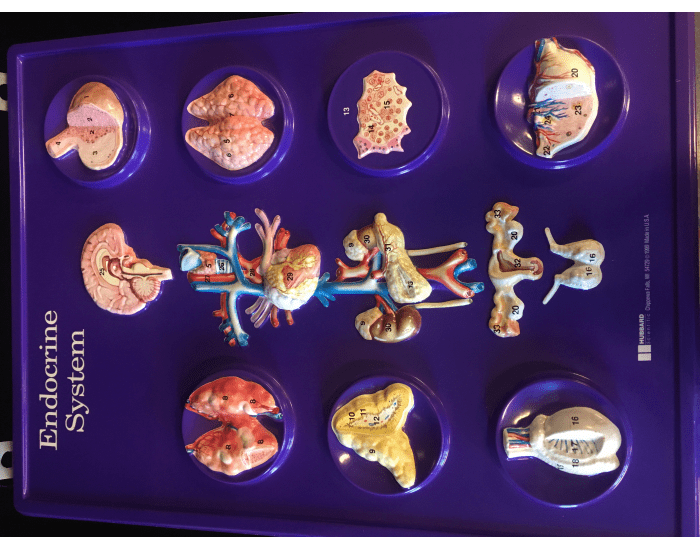 Endocrine System Model Using Garbage Endocrine System Model Labeled