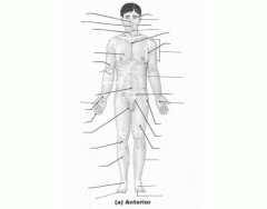 Anterior Anatomical Body Regions 