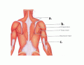 Posterior Trunk Muscles