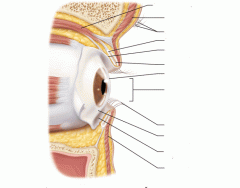 The Eye and Vision: lateral view, saggital section