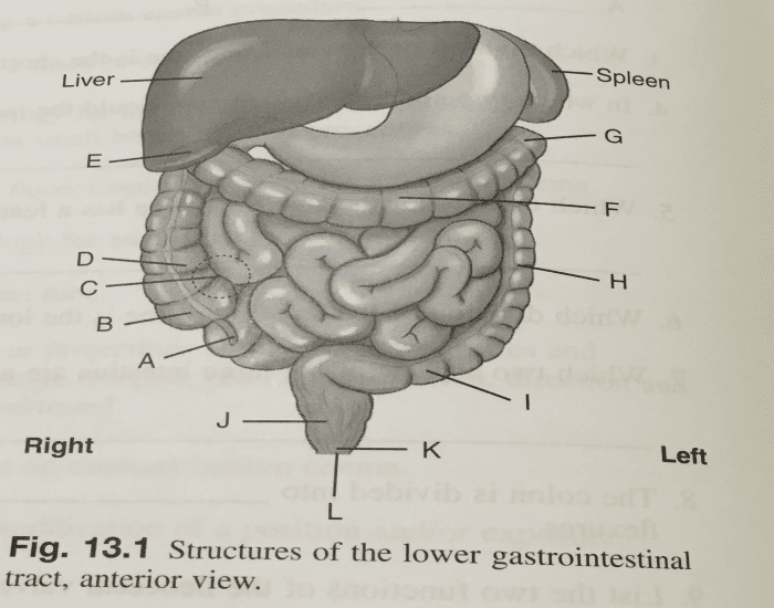 Lower Gi Structures Lower Gastrointestinal Tract