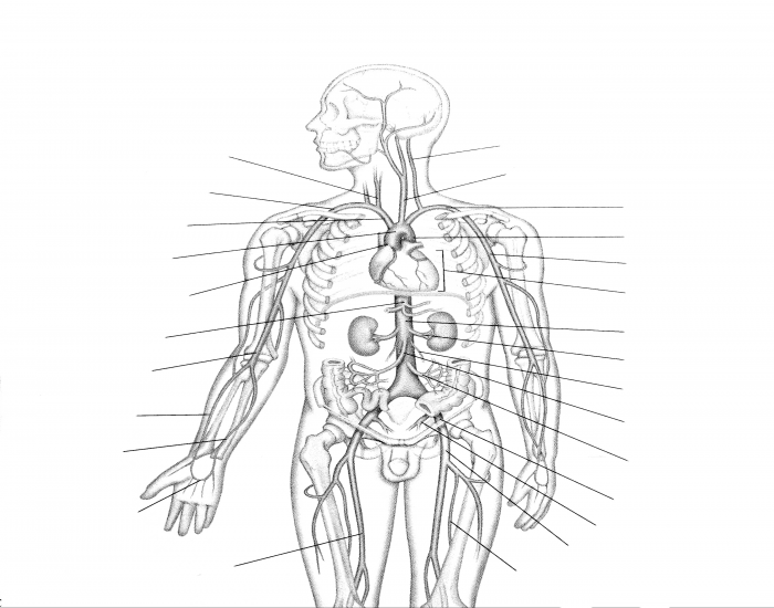 Arterial System of the Upper Body Quiz Biology Diagrams