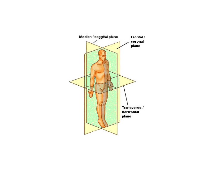 Anatomical Position terms Quiz