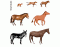 Evolution of the horse