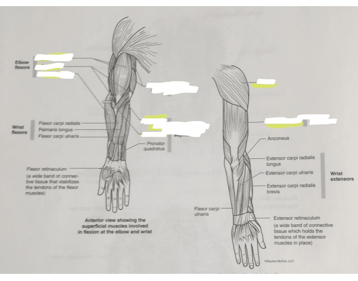 arms bio 203 Quiz