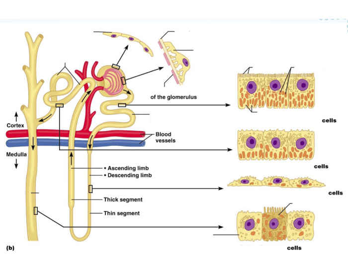 A PII Renal Tubule Histology Quiz a-pii-renal-tubule-histology-quiz