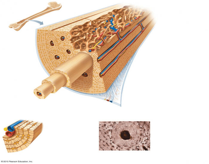 Anatomy of a Long Bone (Internal View) Quiz