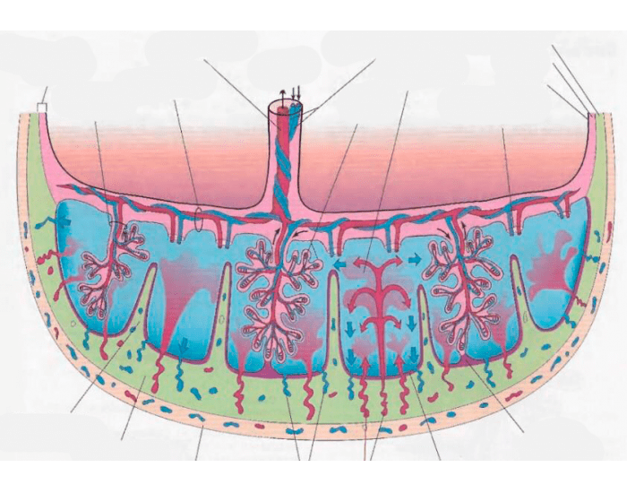 Embriologia: Placenta e Membranas Fetais 8 Quiz