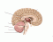 A&PI:Brain: Gross Anatomy