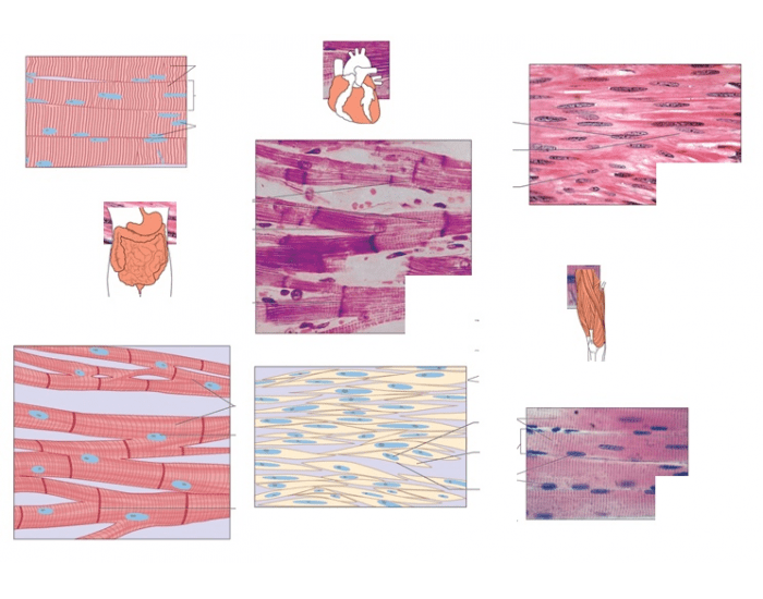 types-of-muscular-tissue-quiz