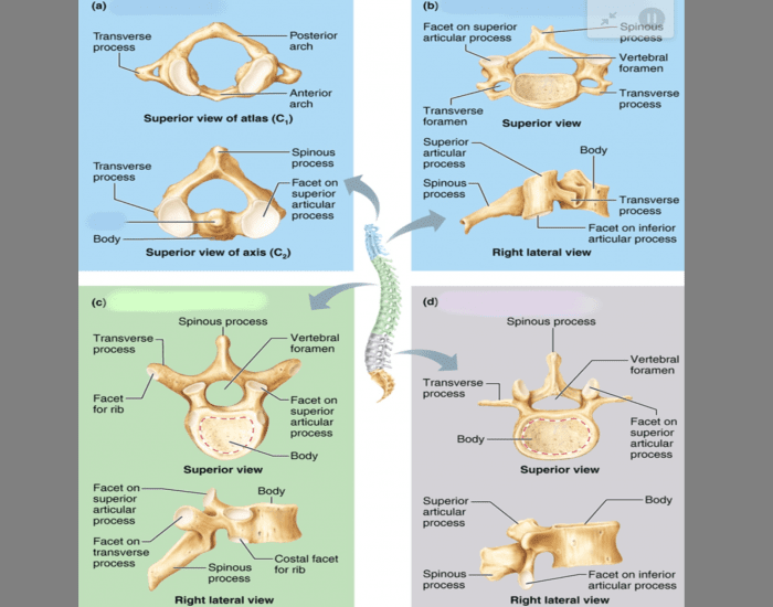 Regional characteristic of vertebrae Quiz