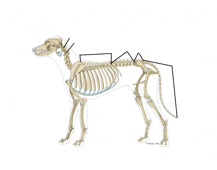 Canine Anatomy Latin Quiz canine-anatomy-latin-quiz