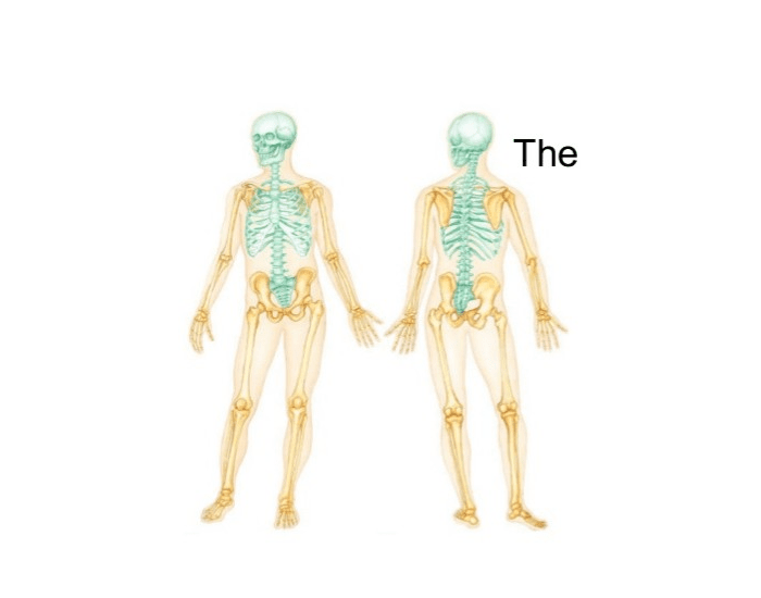 Full Skeleton Diagram Quiz Biology Diagrams