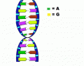 Label a DNA Molecule