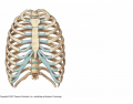 Thoracic Cage - Detailed