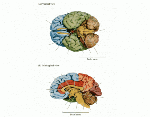 parts of the brain and functions quiz