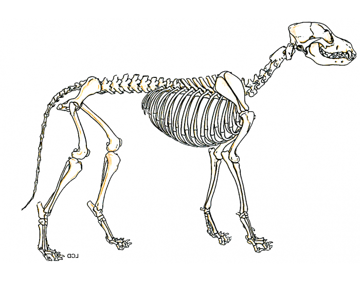 Dog skeleton joints VT 117 Quiz