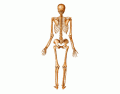 Name the bones of the Skeleton (Posterior)