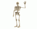 Name the bones of the skeleton. (Anterior) 