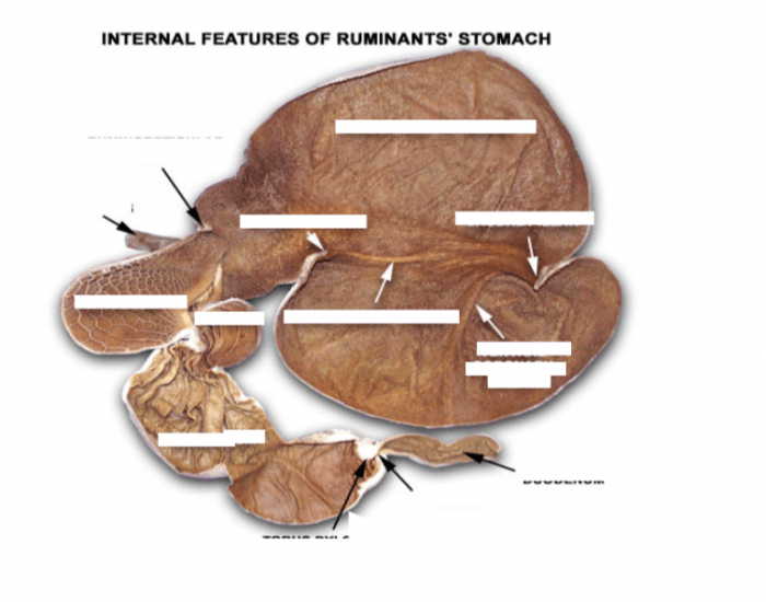 Large Ruminants Worksheet Internal Features of Ruminants' Stomach — Printable Worksheet