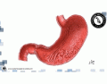 Órgãos do abdome - 1