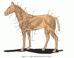 Anatomi - Ytliga muskler häst, lateral vy (latin)