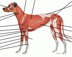 Anatomi - Muskler Hund, Lateral vy (latin)