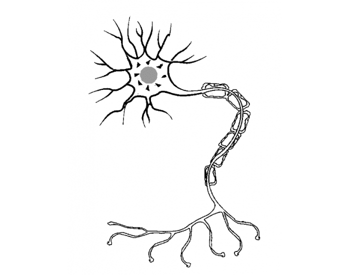 Neuron Structure Labeling Printable Worksheet