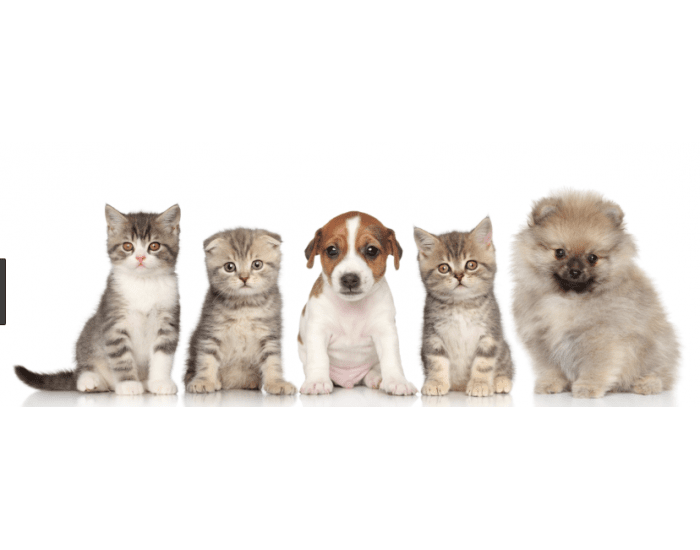 Cute Test Cute Animals Quiz