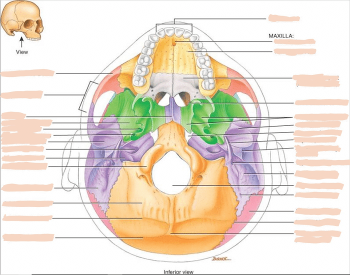 Bones of the skull (interior view) Quiz
