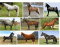 Horse and ponies of the USA Breeds