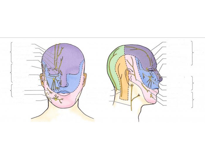 Left Head Innervation Innervation of the face neck and head Quiz