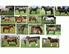 Horses and ponies of Great Britain Breeds