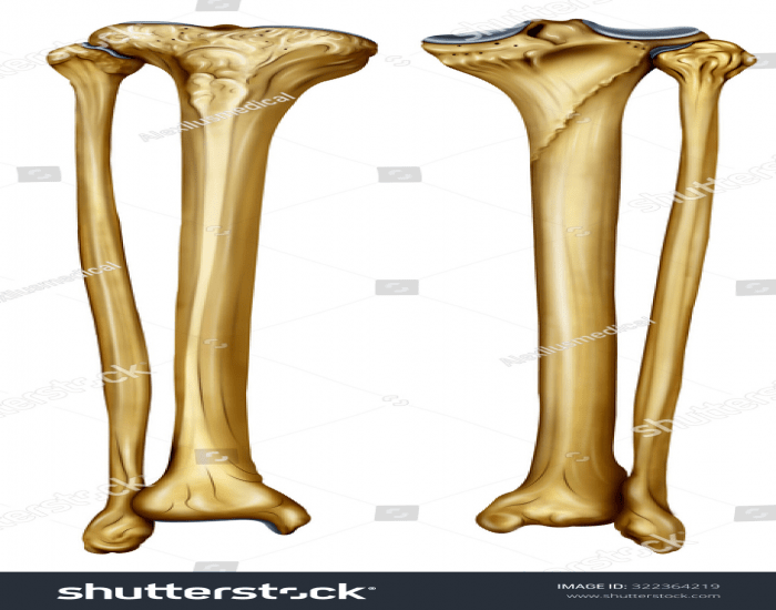 Tib Fib bones Quiz