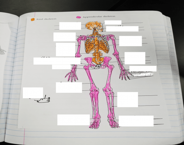 Skeletal System for Anatomy Quiz