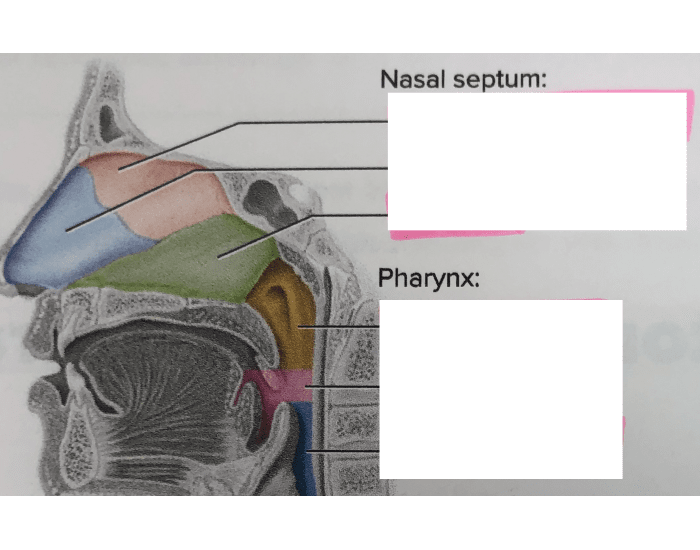 Structures that make up the Nasal Septum Quiz Biology Diagrams