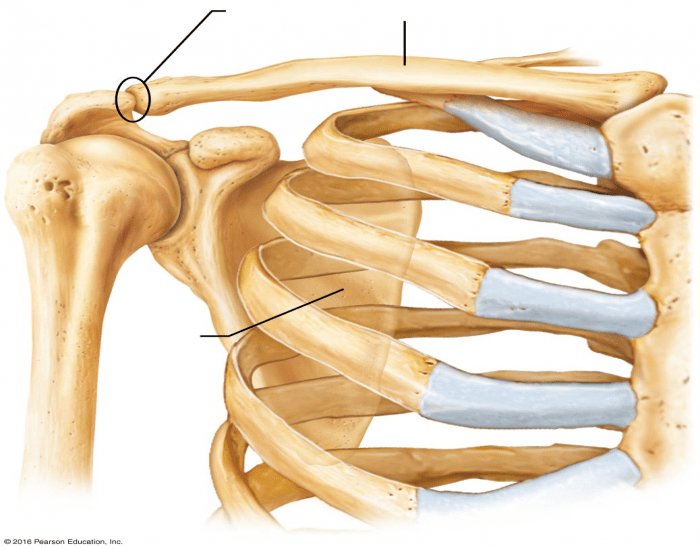 Bone Labelling Chest Upper Chest Bone Labelling Quiz