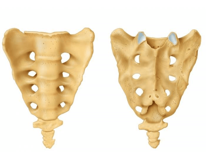 Label The Sacrum Printable Worksheet