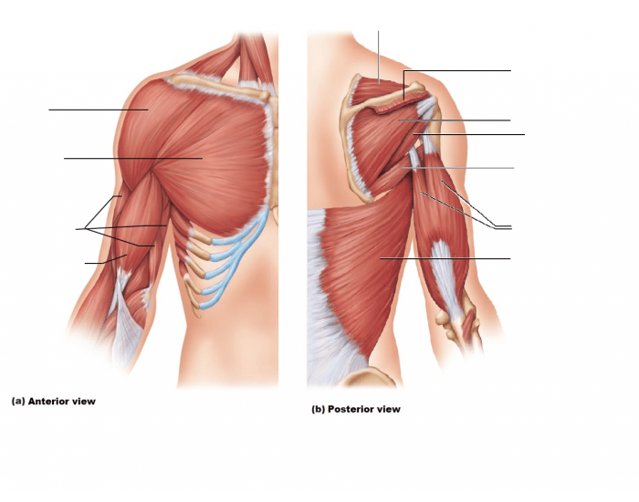 Muscles of Chest and Back Quiz