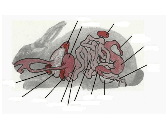 Rabbit Digestive System Quiz